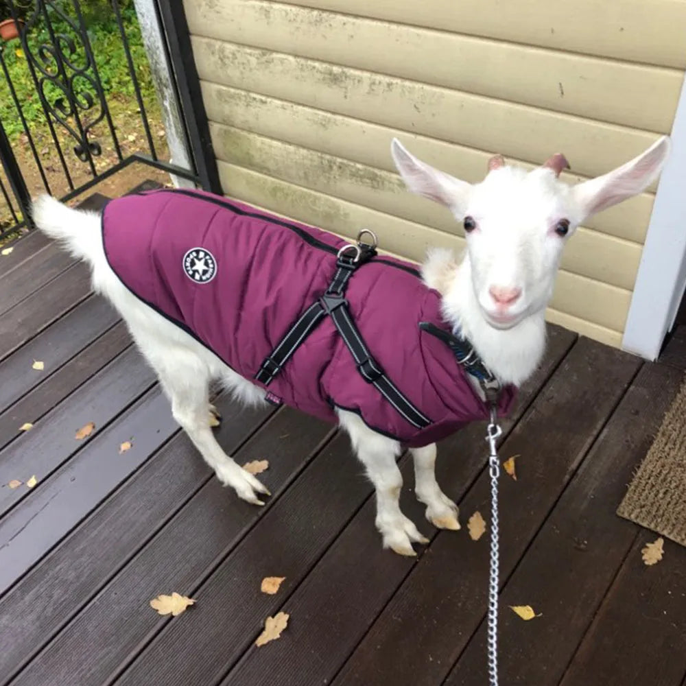 Red waterproof dog coat for large breeds with visible opening for a harness on the back.