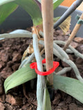 Small green plastic cat-shaped clip on a plant leaf