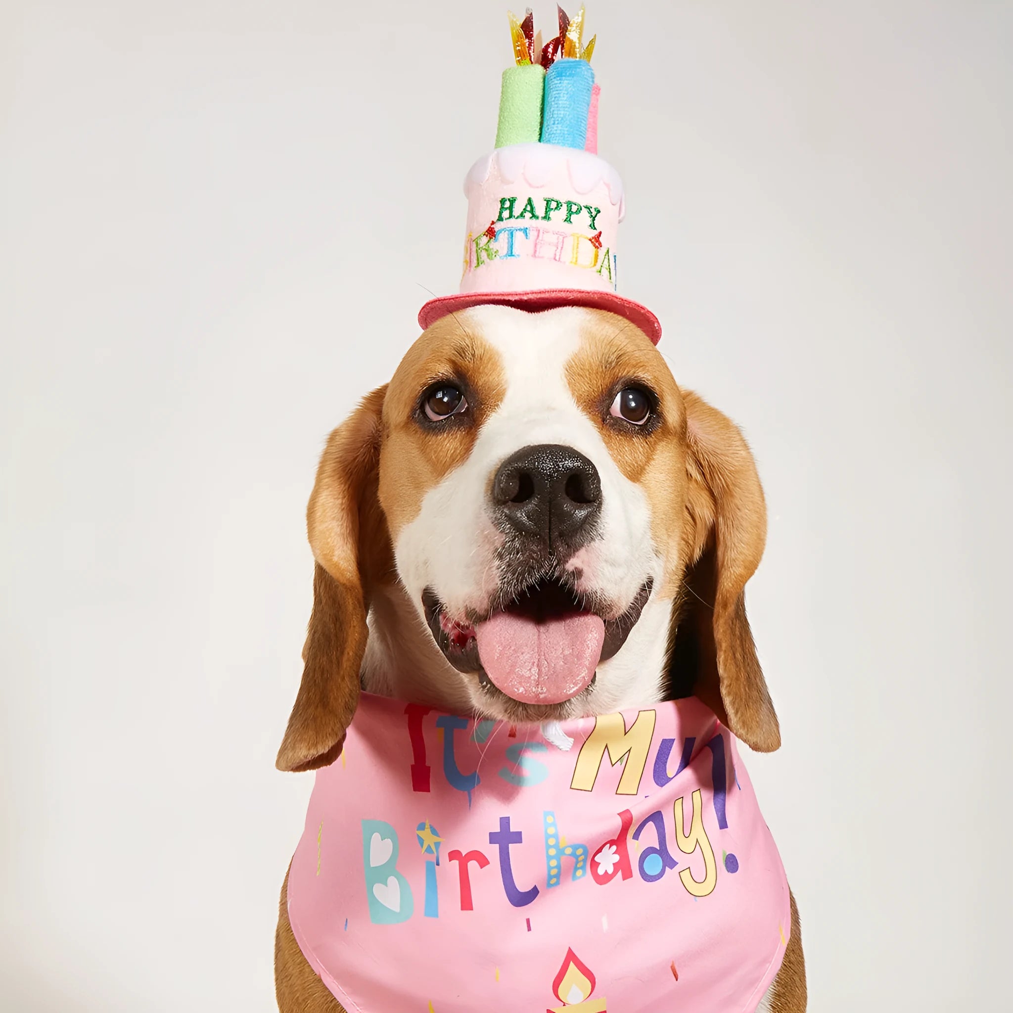 Printed polyester dog birthday hat and drool towel set in cartoon style with blue and pink colour options.