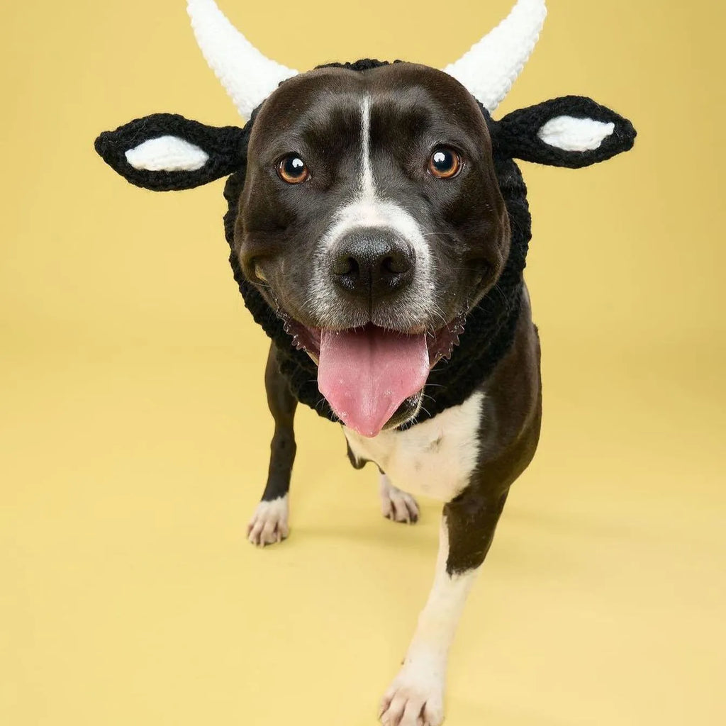 Black cow patterned thermal windproof knitted bull dog hat on a small dog standing outdoors in autumn.