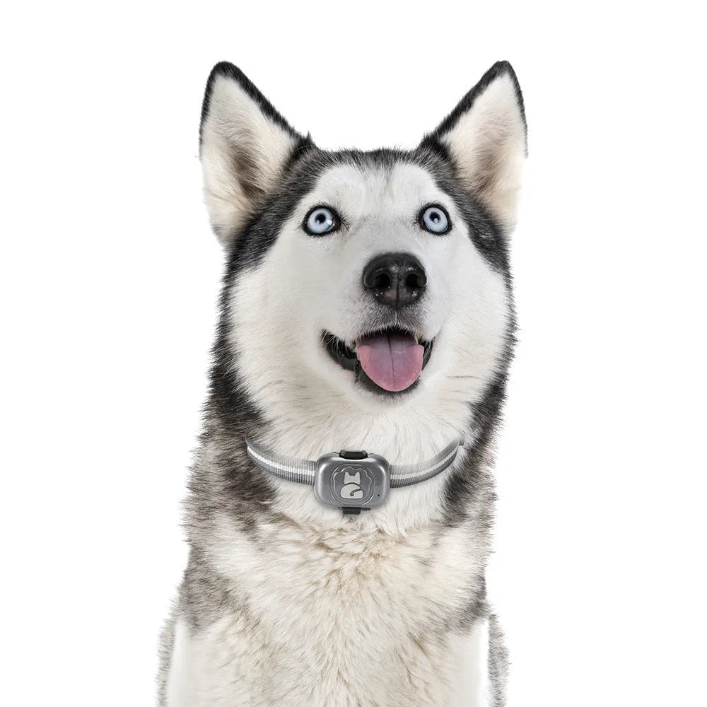 Black pet GPS locator tracking device with hanging rope for attachment to pet collars