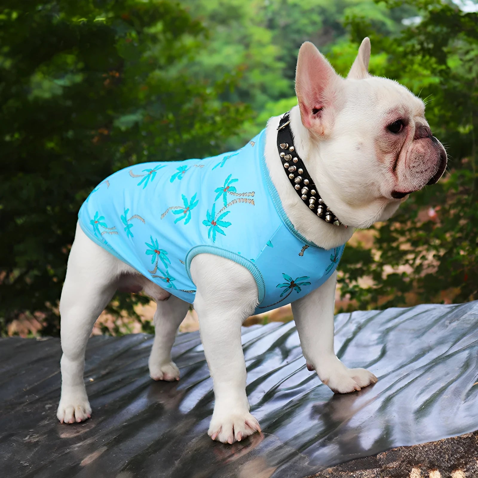 Blue cotton summer dog vest for small breeds like Teddy, thin casual style, front view