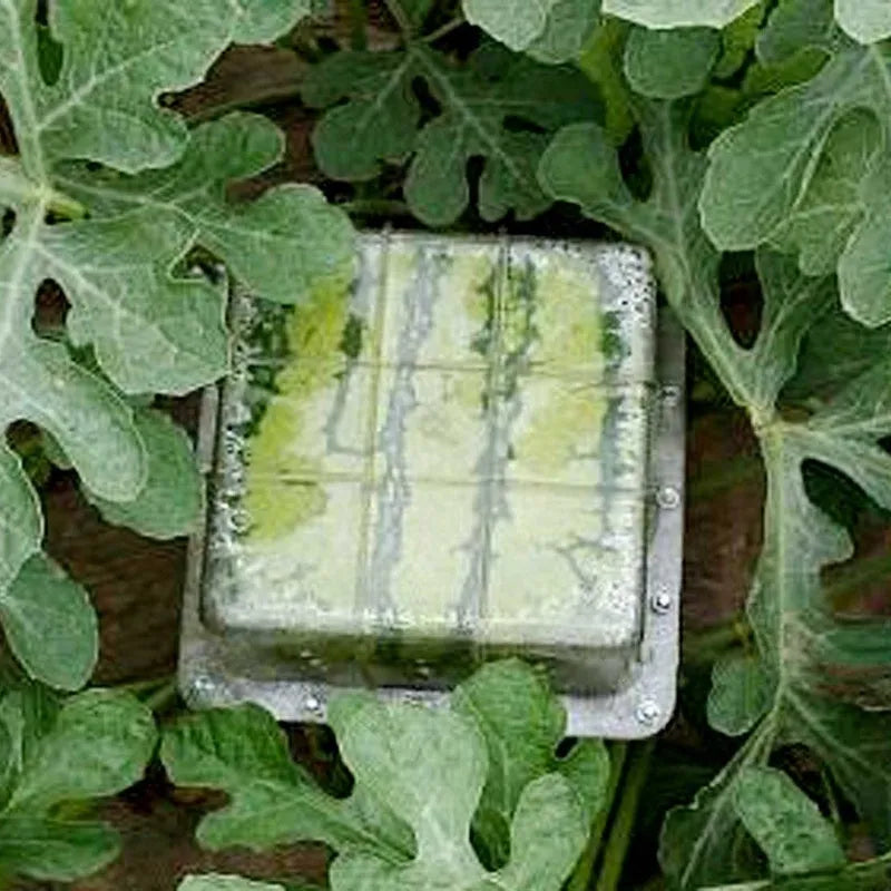 Square plastic growth mould for shaping watermelons and fruit to 13cm dimensions.
