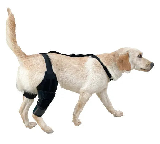A neoprene dog hind leg knee brace assist strap shown in sky blue, wrapped around a canine leg model.