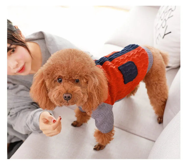 Blue cotton dog sweater on a small dog, knit texture, side view, warm pet clothing