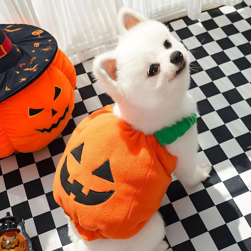 Orange plush pumpkin Halloween costume on a small dog, showing pullover design and fluffy material.