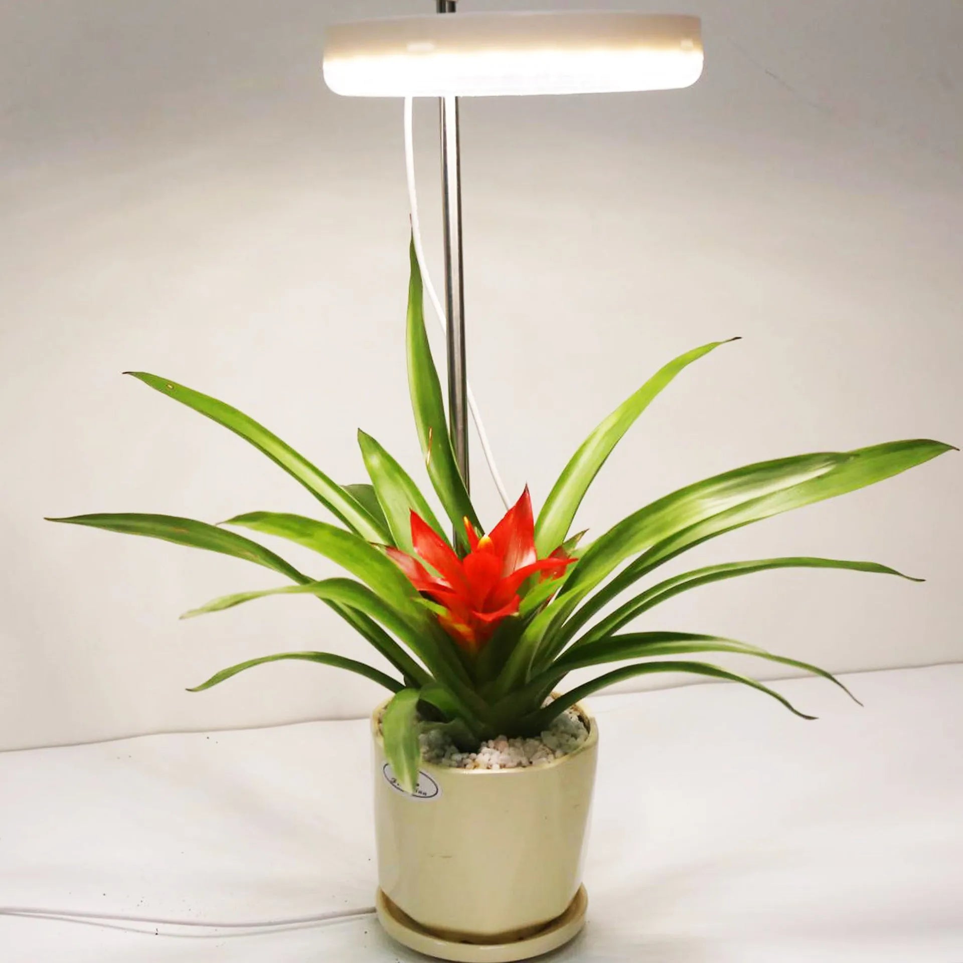 A desk plant growth light with a PC shell in full spectrum colour, showing single and double-head design options.