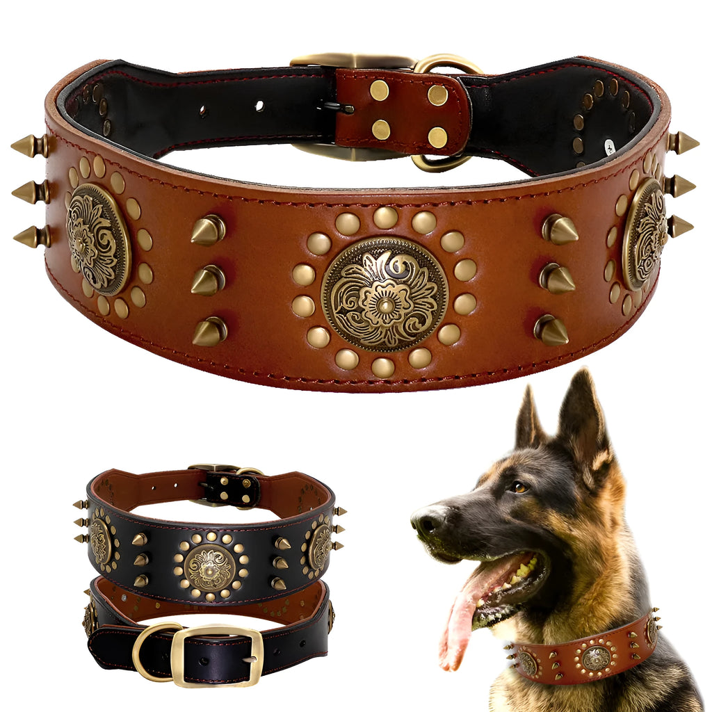 Brown real leather stud dog collar with metal anti-bite spikes fitted on a large pitbull dog