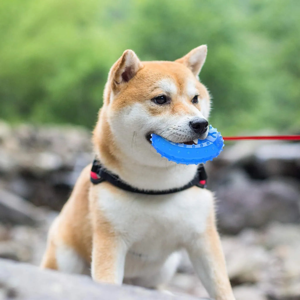 Freezable non-toxic dog cooling chew toy in bone and circle shapes.