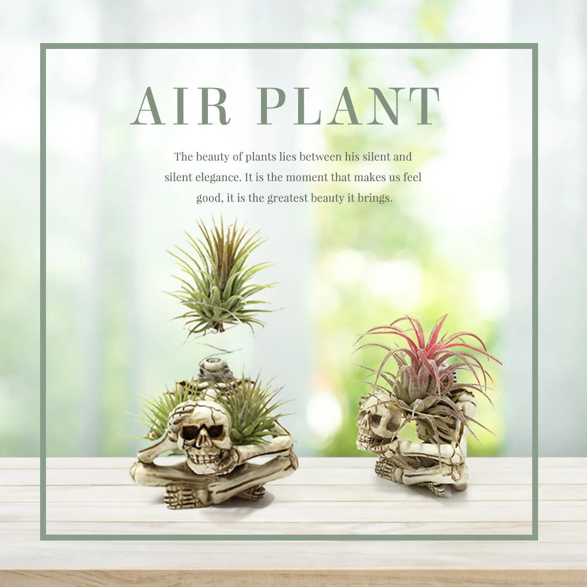 Gothic skull resin tillandsia bracket with iron base for wall mounting air plants