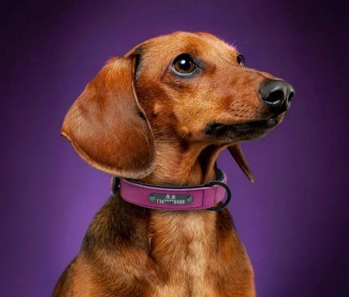 Custom dog tag identity card collar with microfiber leather surface, double D buckle, and painted alloy lock in multiple colours