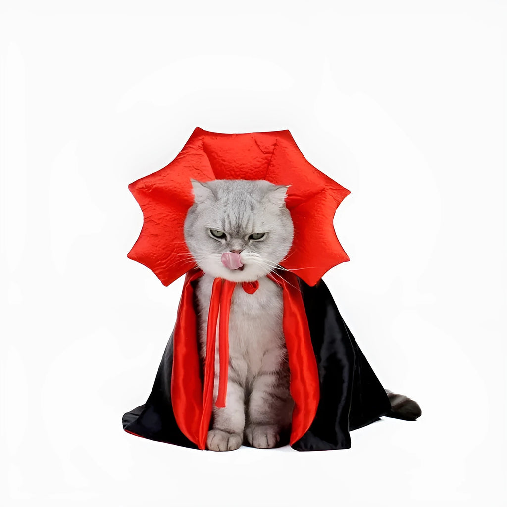 Small dog wearing a black kawaii vampire cloak Halloween costume.