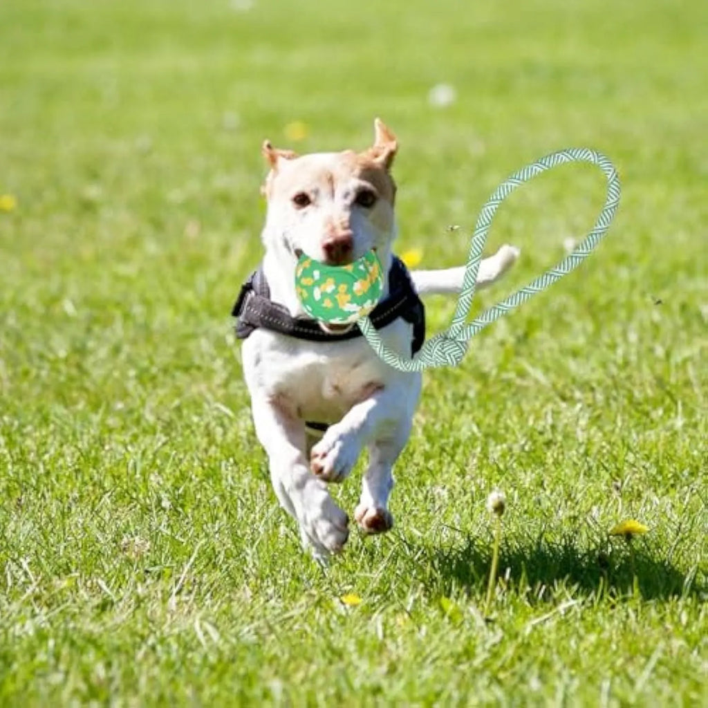 Natural rubber dog ball attached to a blue nylon rope for fetch and tug-of-war games.