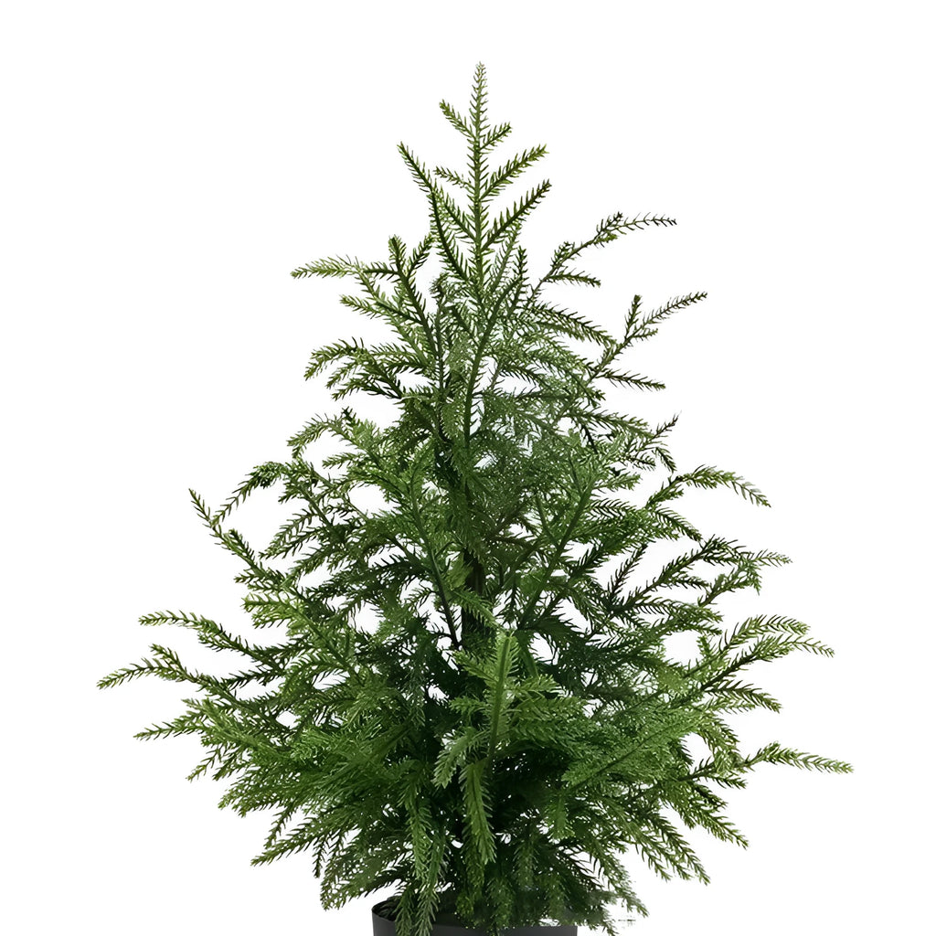 60cm Norfolk Pine Christmas tree with moving fork branches and black flowerpot on a front door step
