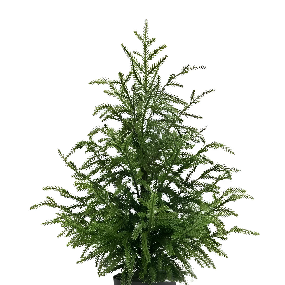 60cm Norfolk Pine Christmas tree with moving fork branches and black flowerpot on a front door step