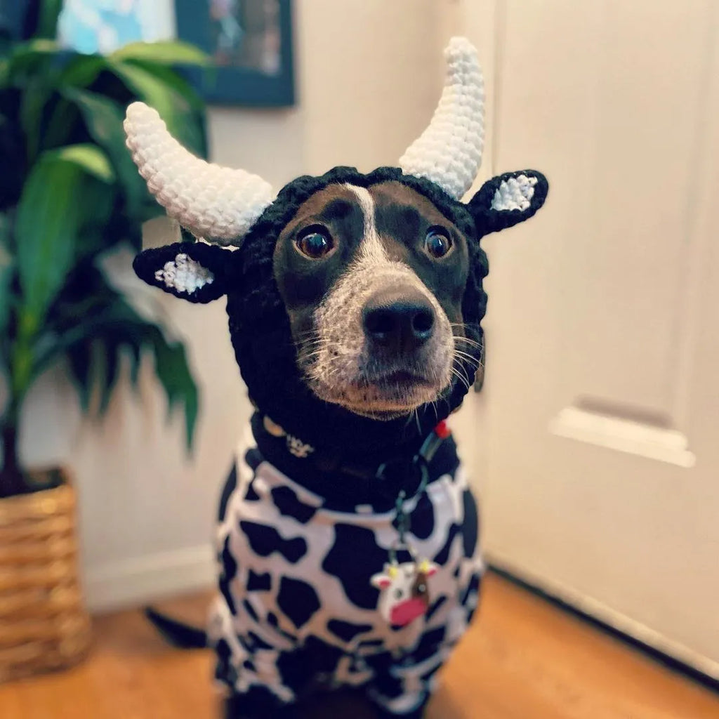 Black cow patterned thermal windproof knitted bull dog hat on a small dog standing outdoors in autumn.