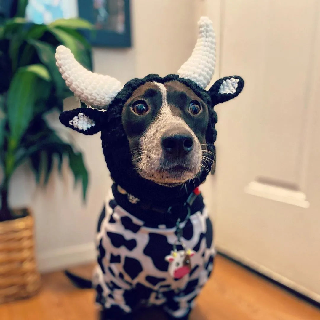 Black cow patterned thermal windproof knitted bull dog hat on a small dog standing outdoors in autumn.