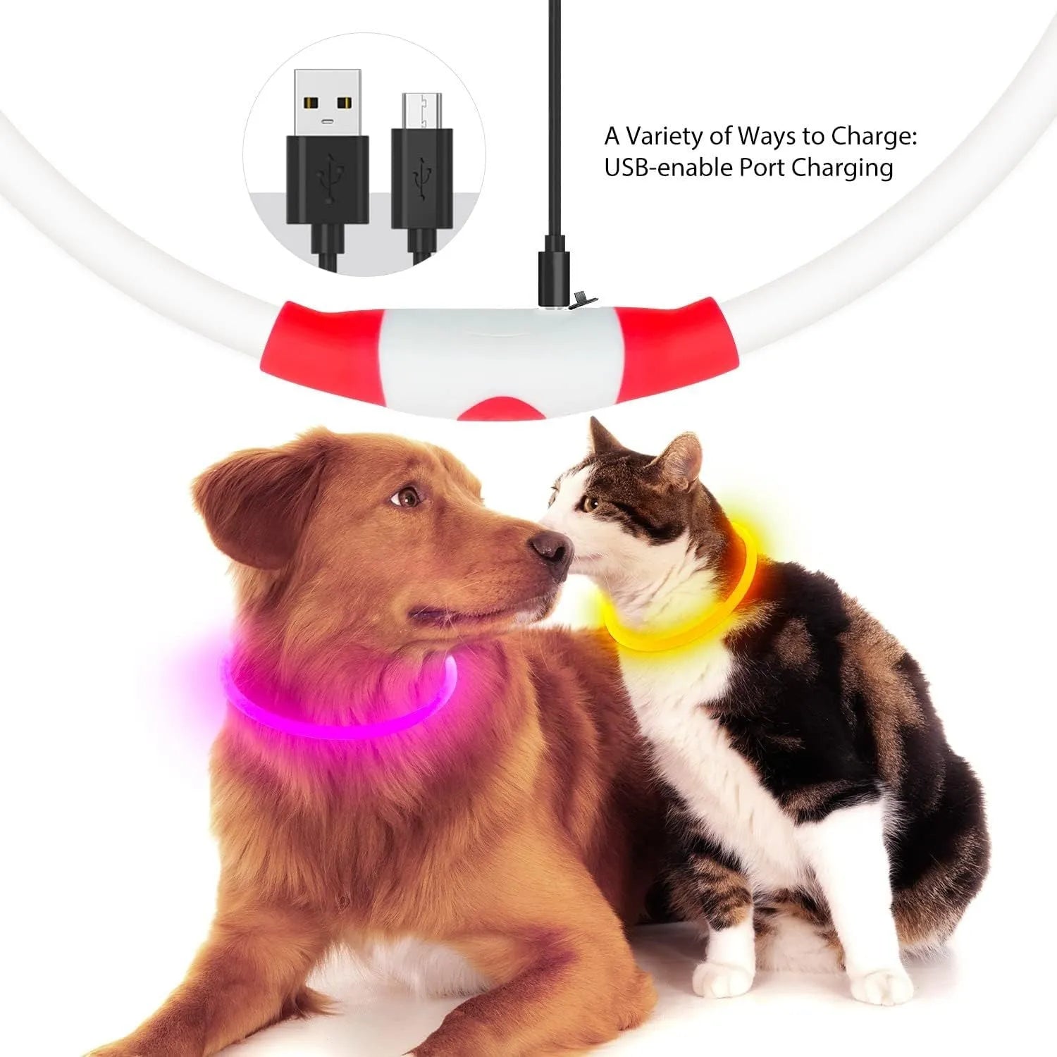 Blue USB-rechargeable LED dog collar glowing on a dog's neck at night.