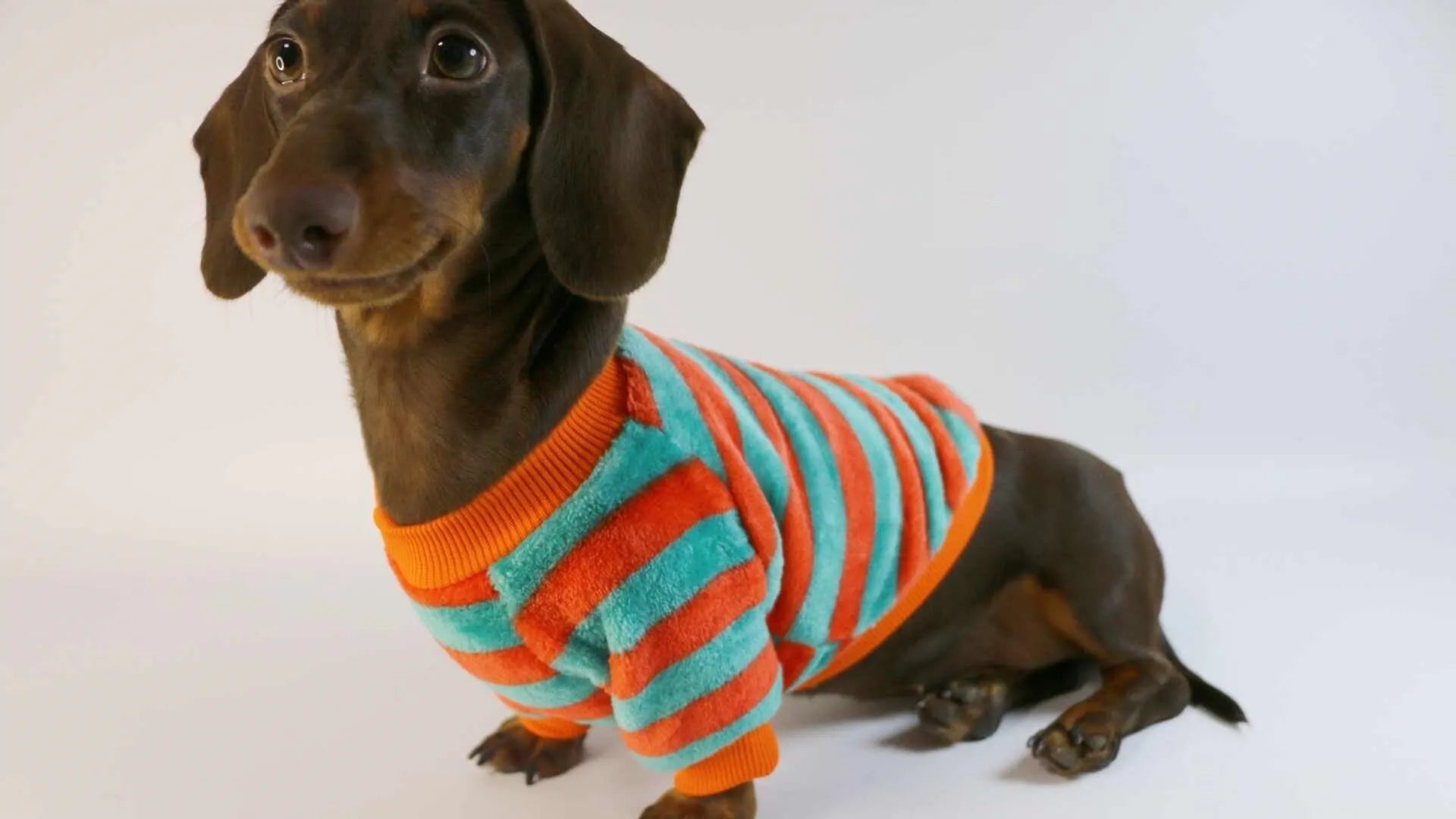 Orange-red and white striped pet sweatshirt with round neck for dogs and cats