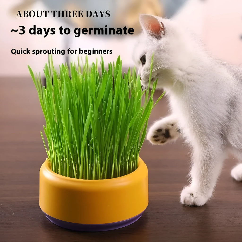 Blue, green, and yellow hydroponic cat grass growing cups with packets of seeds.