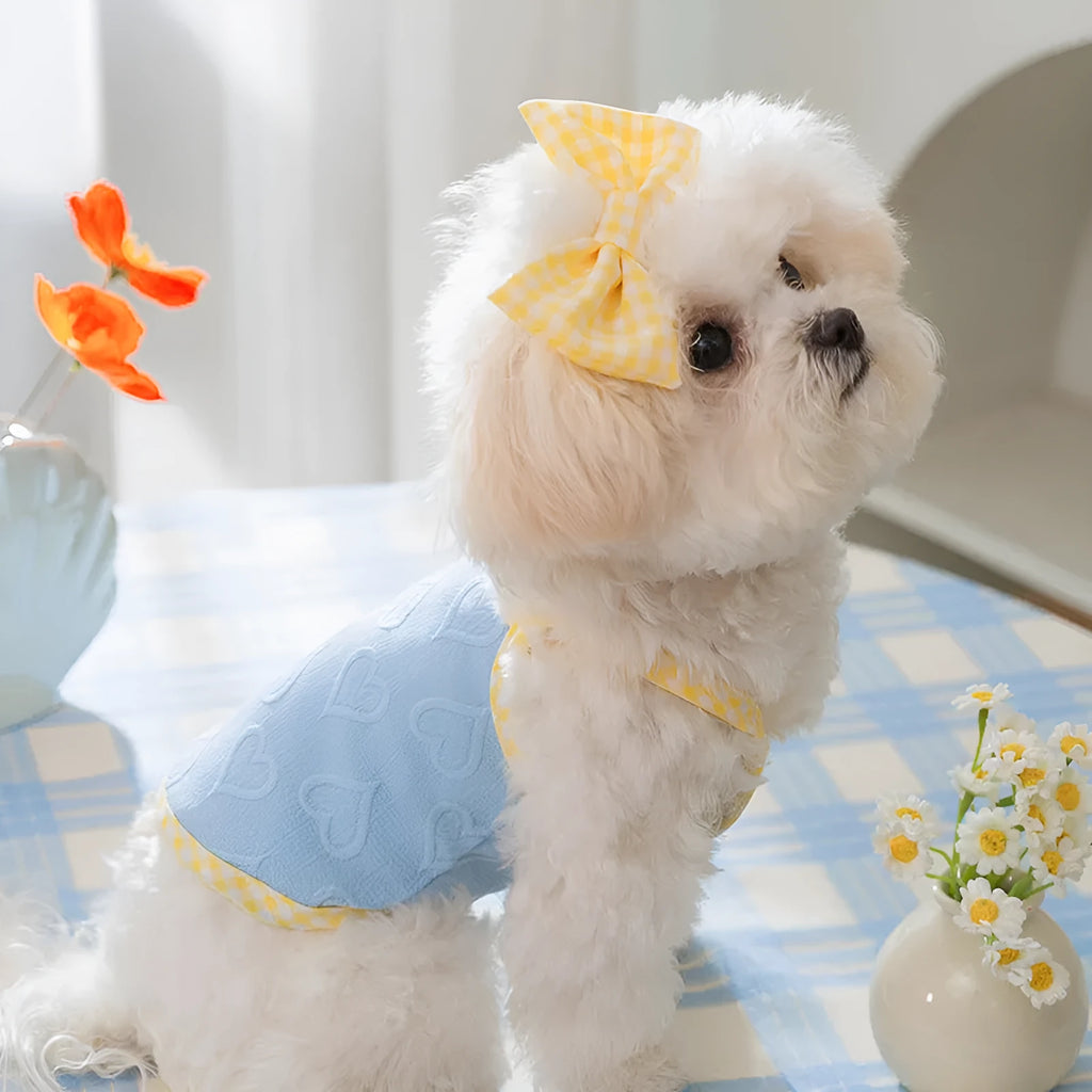 Small dog wearing a blue vest with a heart texture and back bow suspenders.
