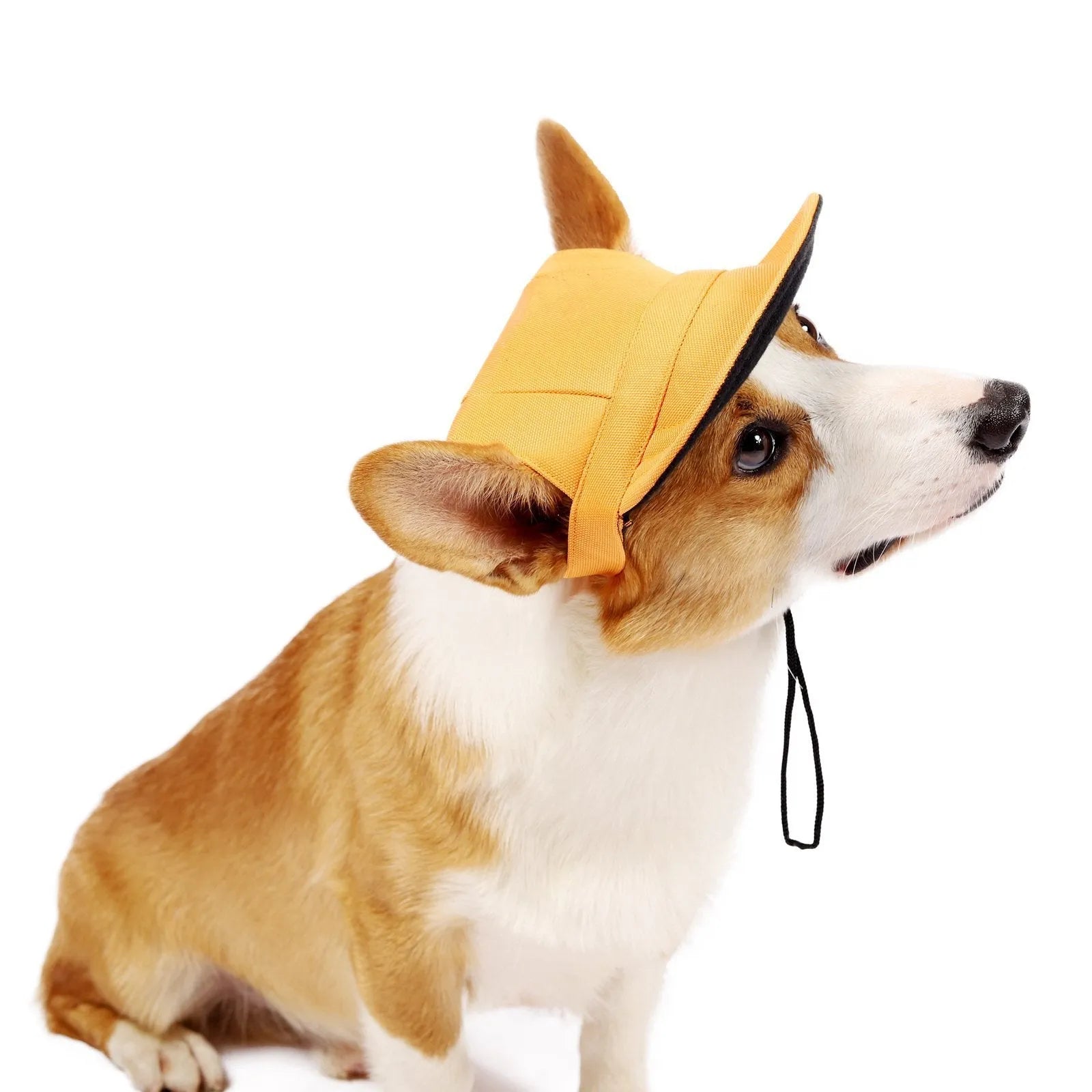 Pet supplies Oxford baseball-style dog sun hat in natural colour on a small dog