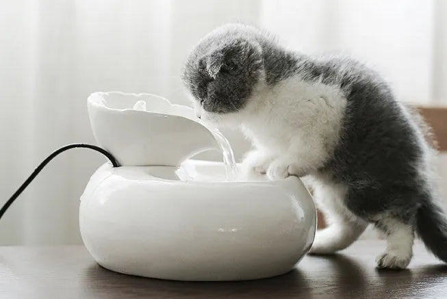 White ceramic automatic cat water dispenser with leaf design and US plug on a wooden floor