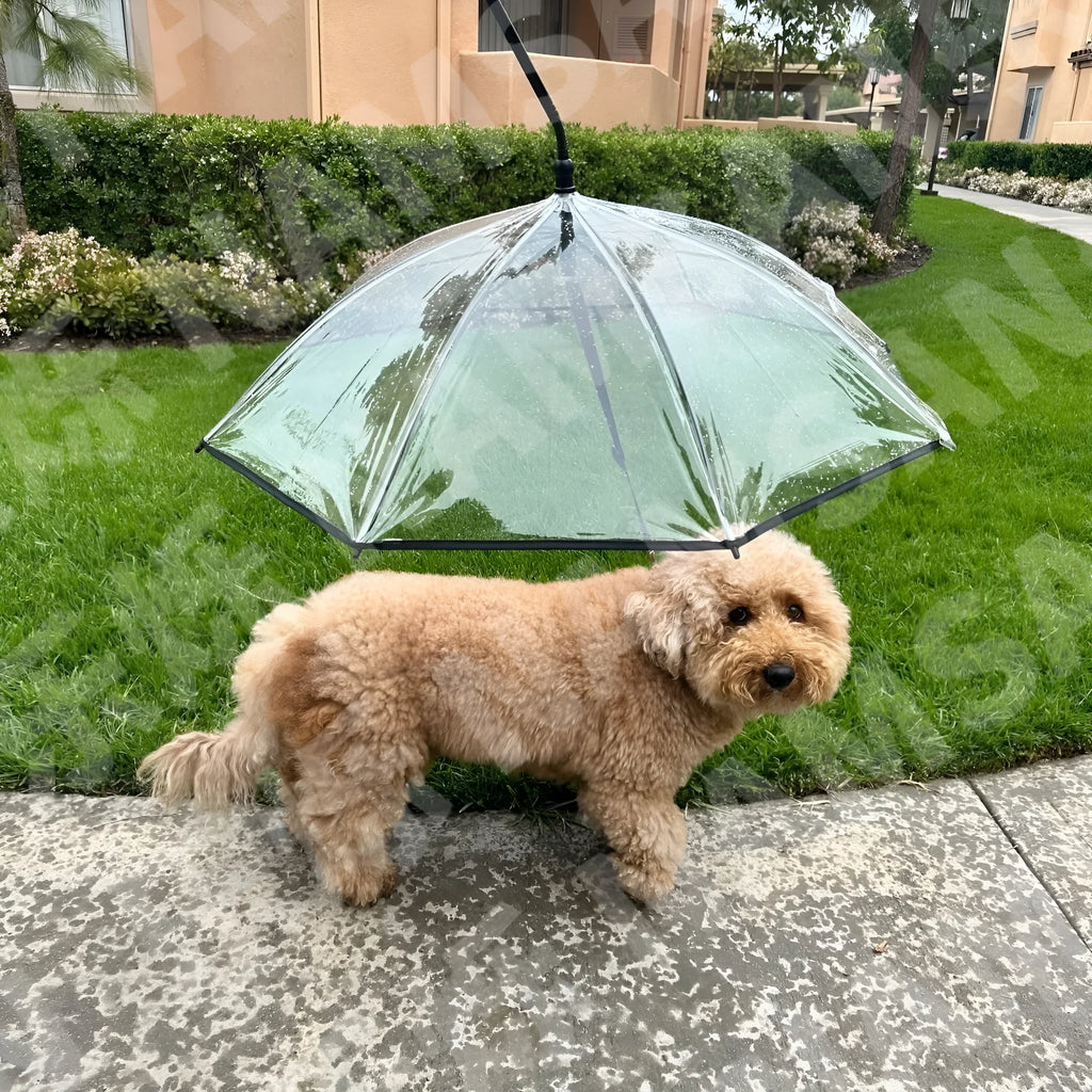 Transparent C-type adjustable pet umbrella for dogs with ABS TPU metal frame attached to leash