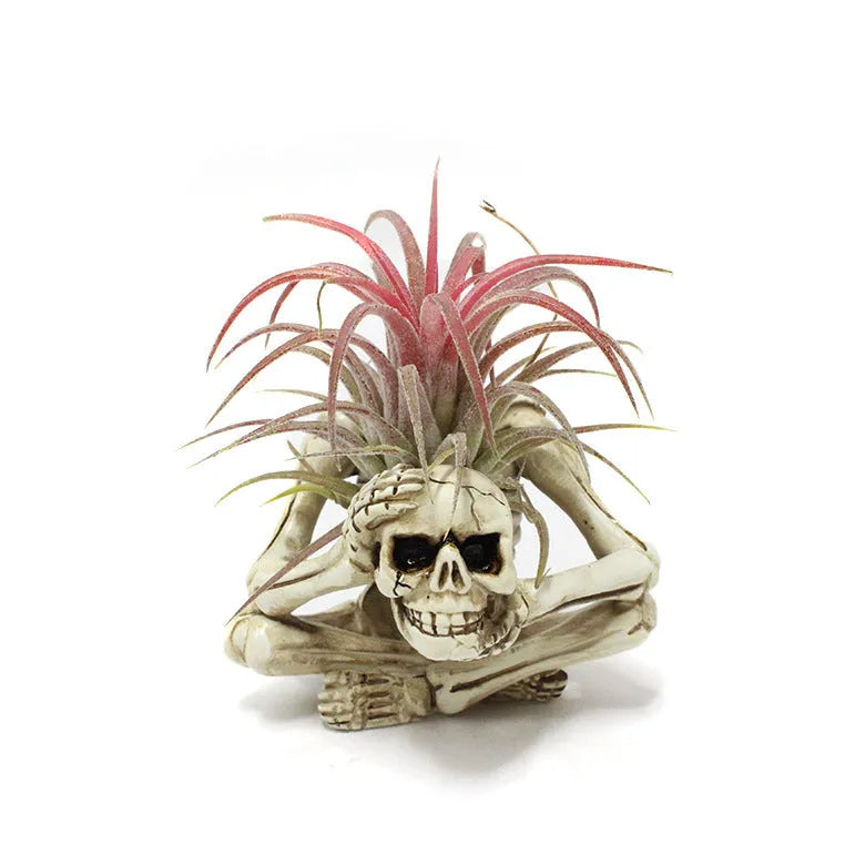 Gothic skull resin tillandsia bracket with iron base for wall mounting air plants