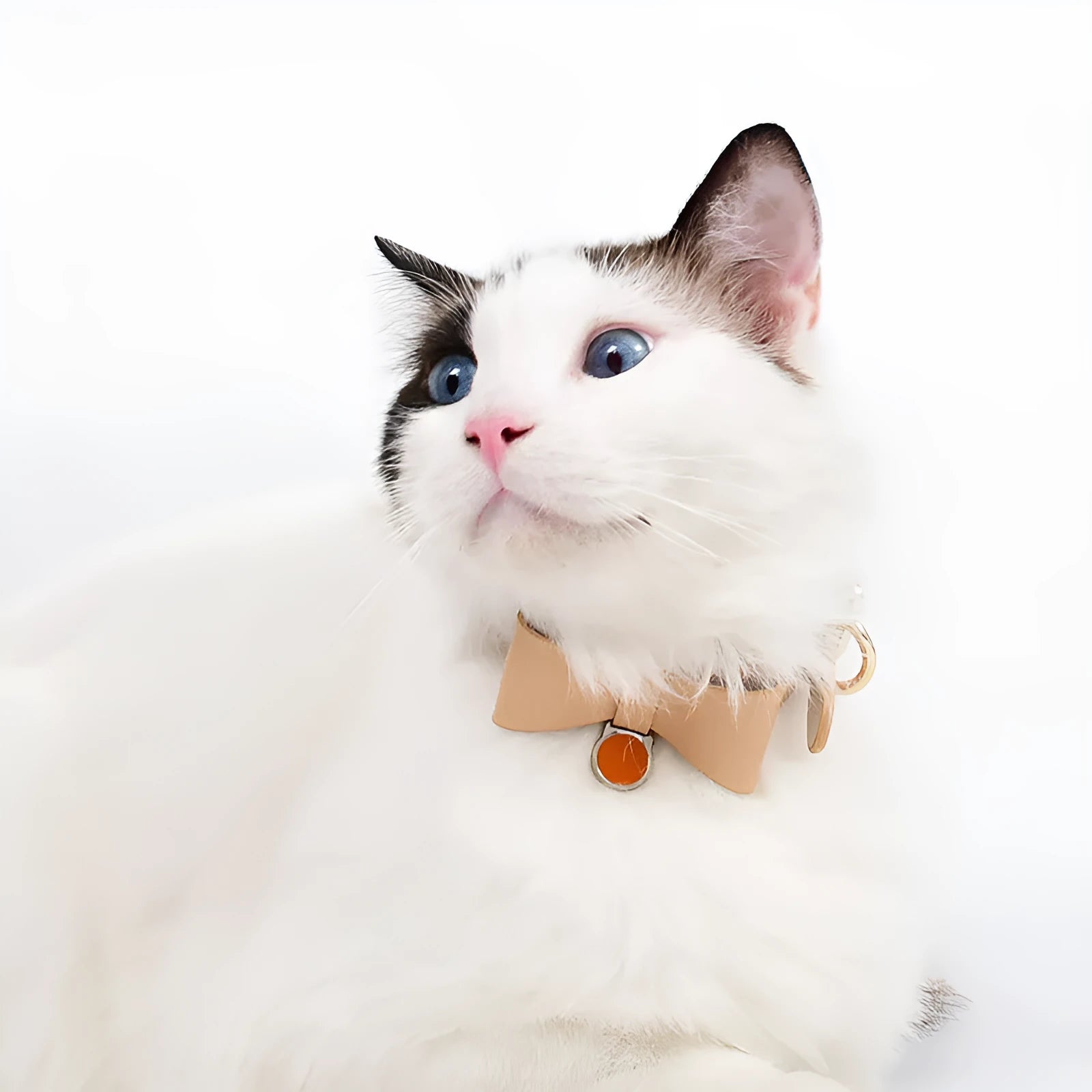 Genuine leather cat collar shown in six colour options: brown, black, apricot, pink, blue, and green.