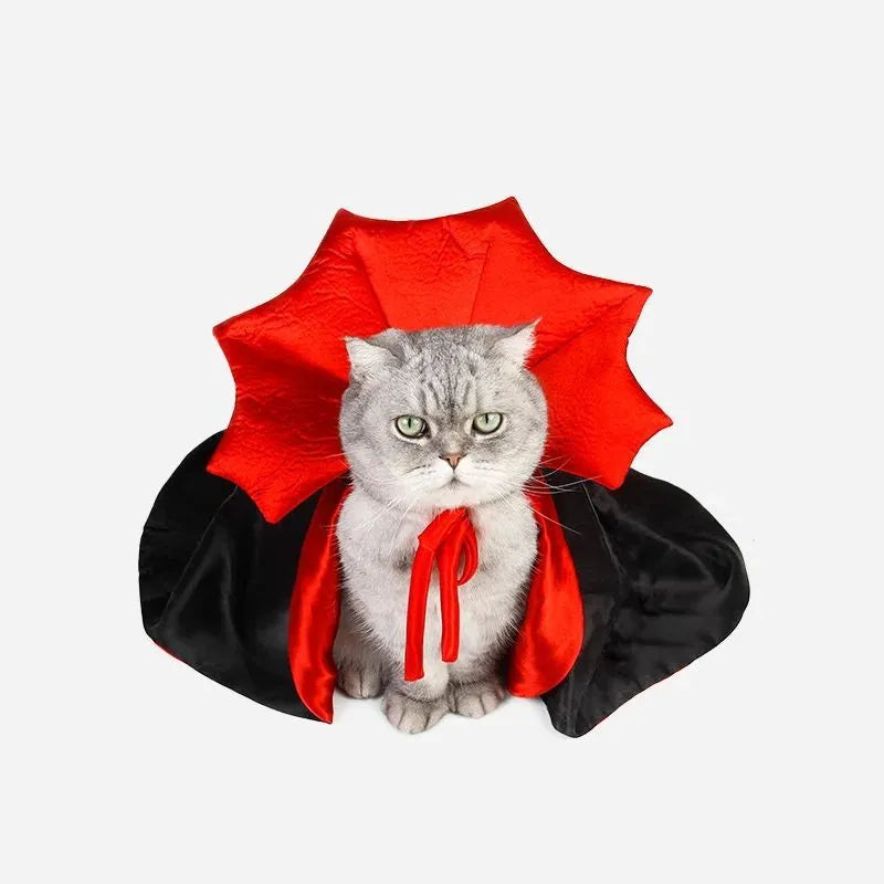 Small dog wearing a black kawaii vampire cloak Halloween costume.