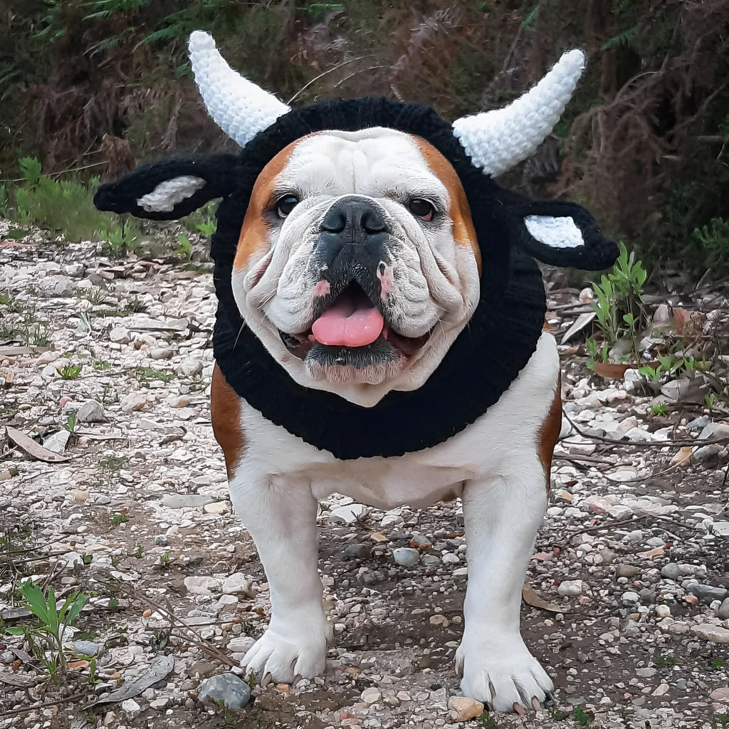 Black cow patterned thermal windproof knitted bull dog hat on a small dog standing outdoors in autumn.