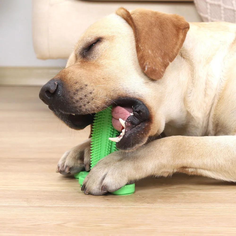 Green TPR dog chew toy with suction cup, small and large molar rods for teeth cleaning