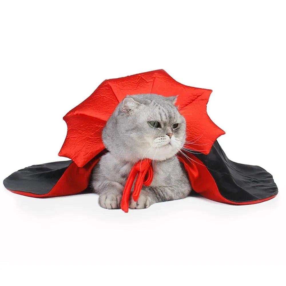 Small dog wearing a black kawaii vampire cloak Halloween costume.