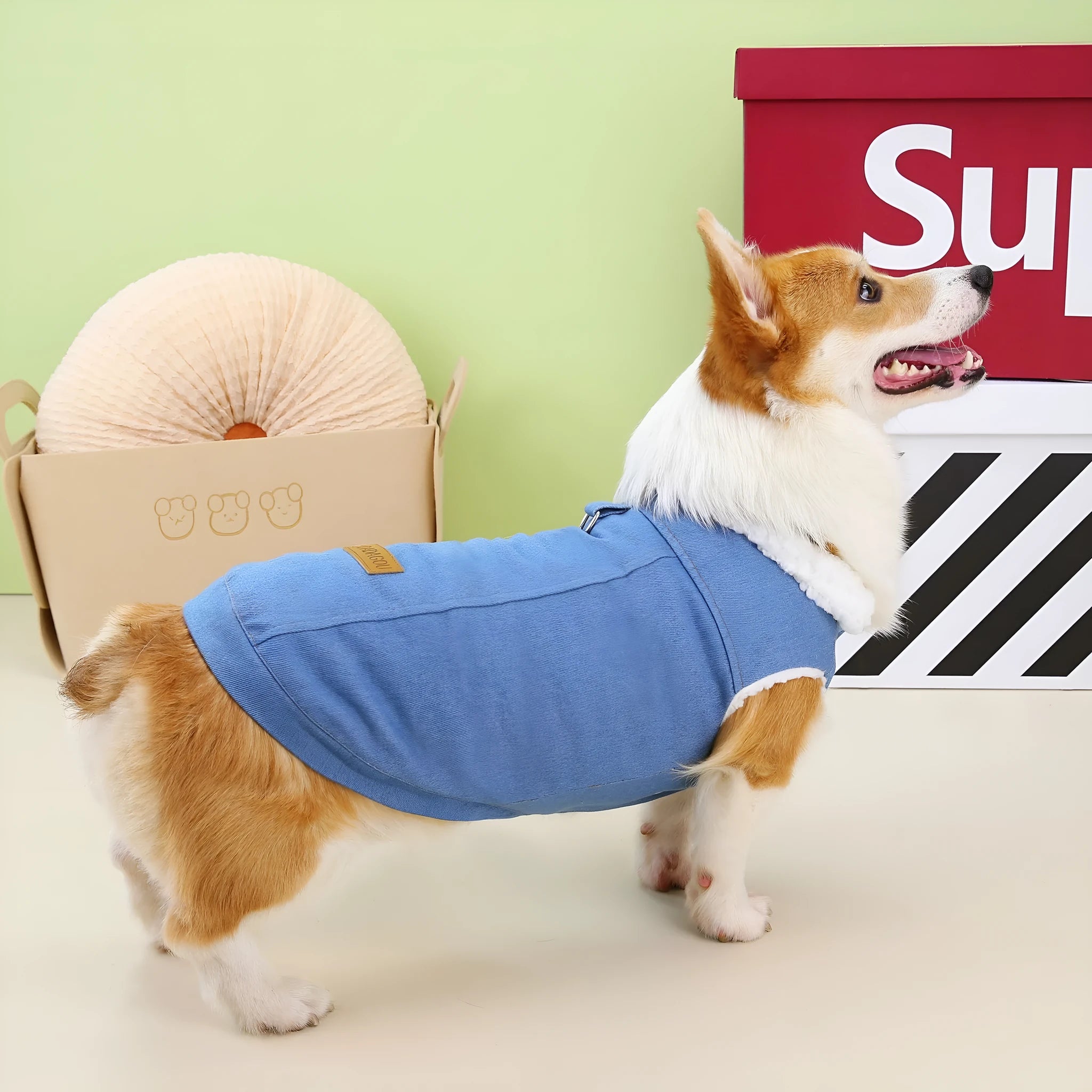 Corgi dog wearing dark blue denim cotton coat with size label visible