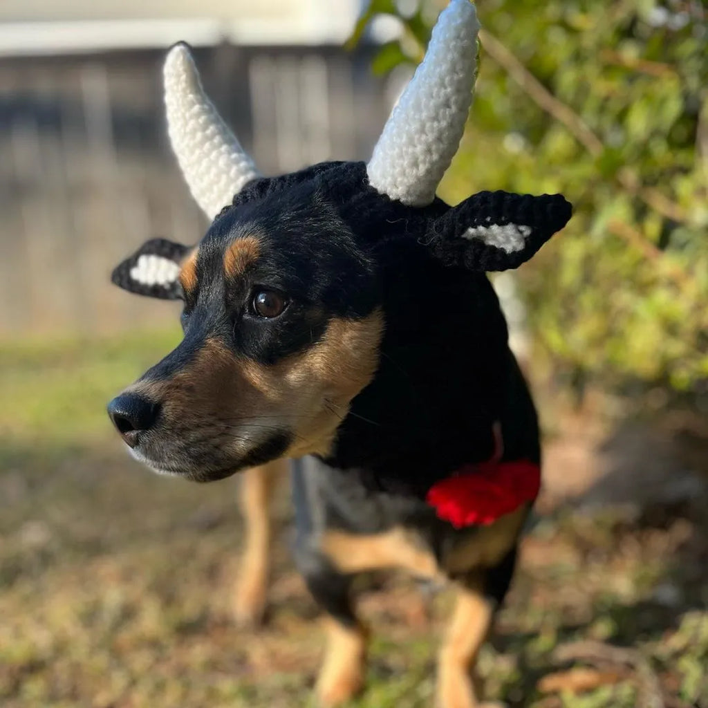 Black cow patterned thermal windproof knitted bull dog hat on a small dog standing outdoors in autumn.
