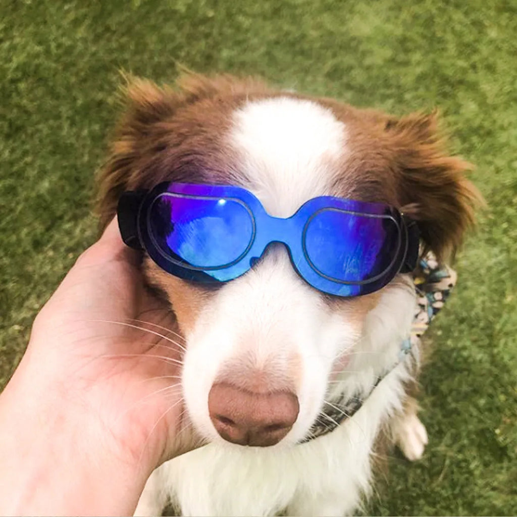 Colourful pet sunglasses for dogs and cats with PC frame, shown in Dazzle, black, blue, and silver colourways