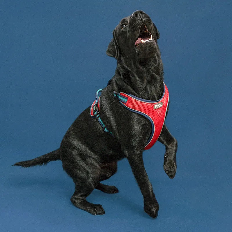 Double-sided breathable dog harness with traction rope in black carbon molecule colour, featuring mesh and zinc alloy construction.