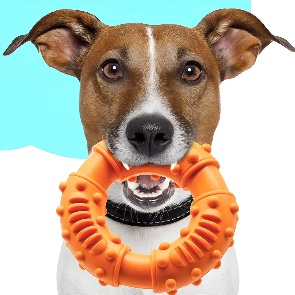 Blue hollow bouncy dog fetching stick toy for catch and chew play on grass