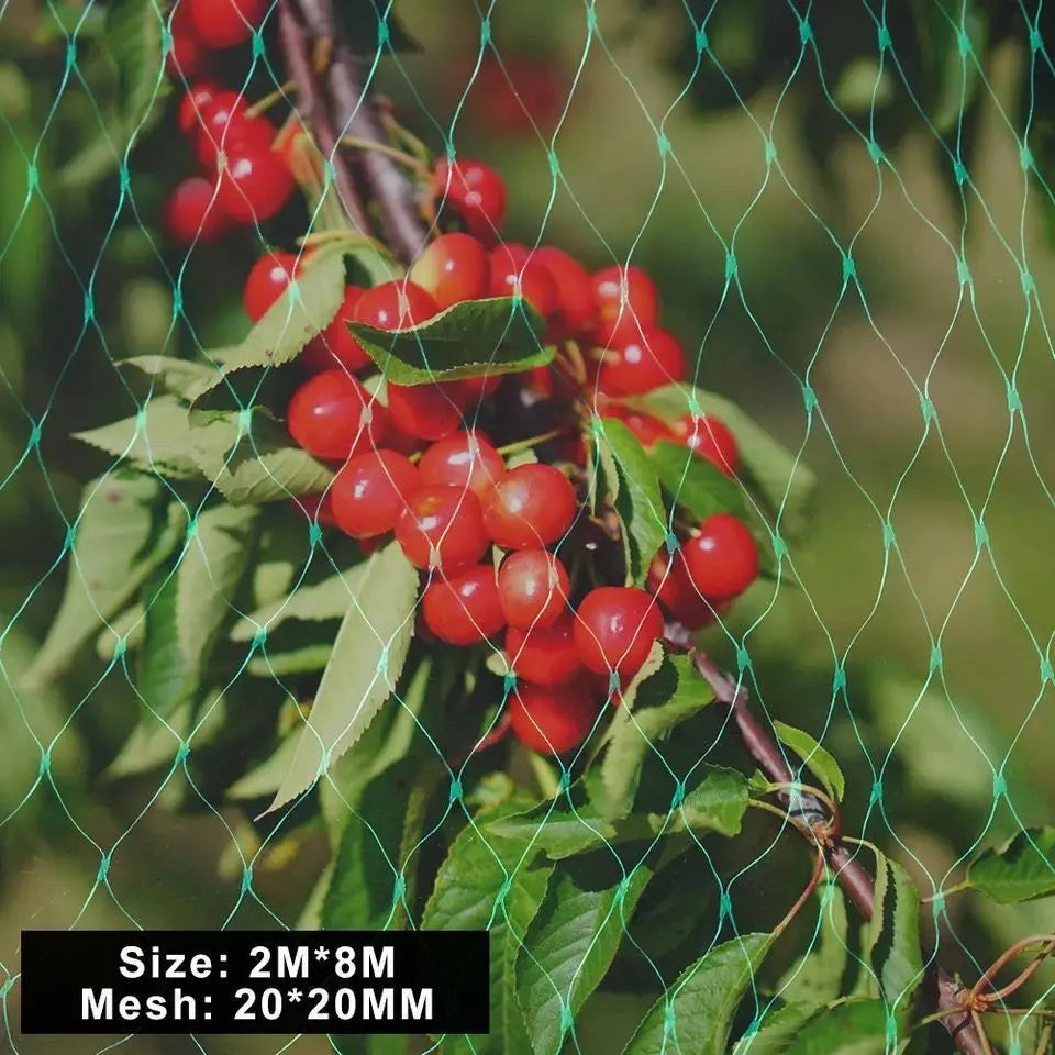 Green PP anti-bird netting draped over garden plants for fruit and vegetable protection
