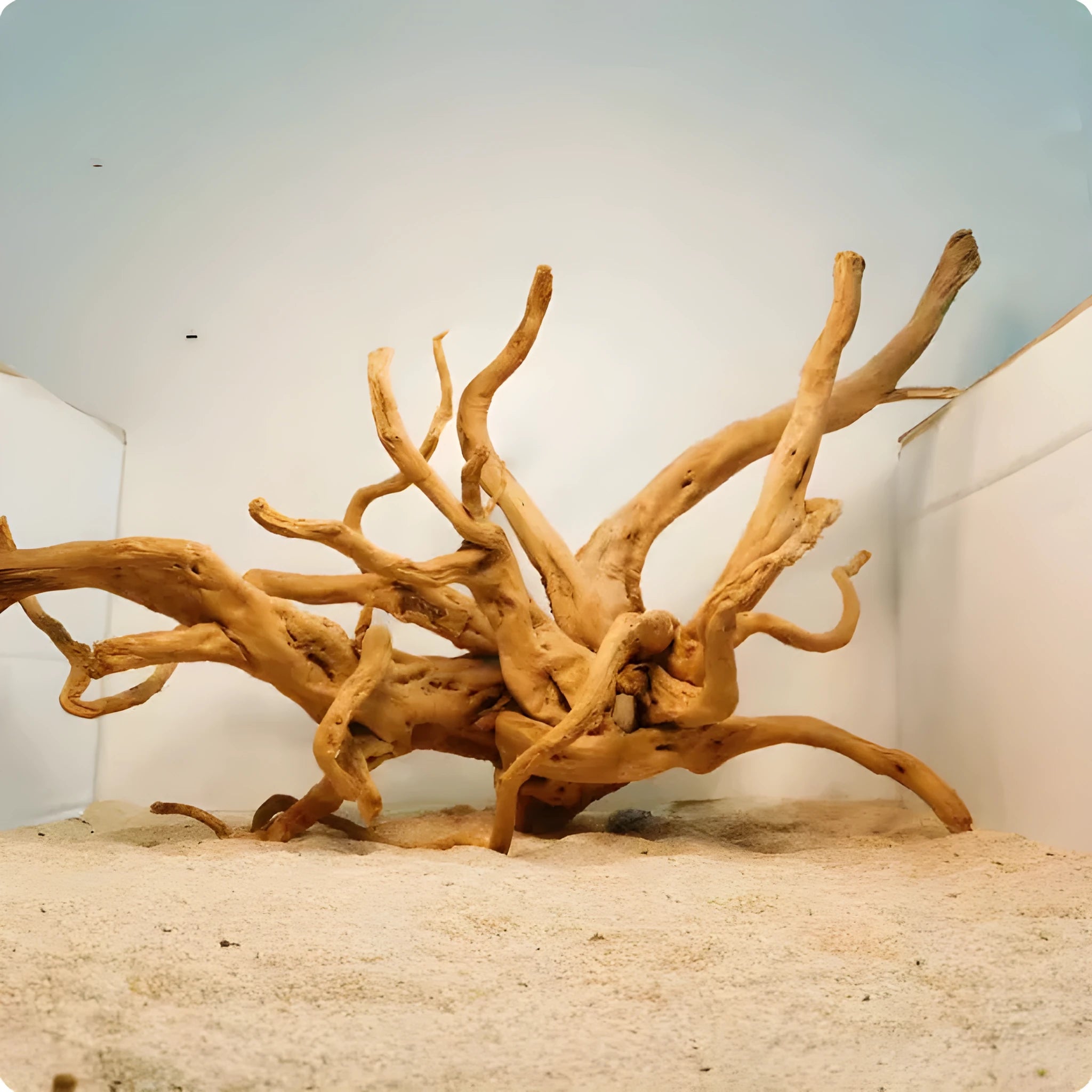 Natural Xiaoqi root wood aquarium decoration on a white background, showing branched, driftwood shape.