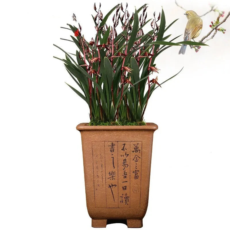 Square purple sand ceramic flower pot with hand-carved detailing for clivia and orchids
