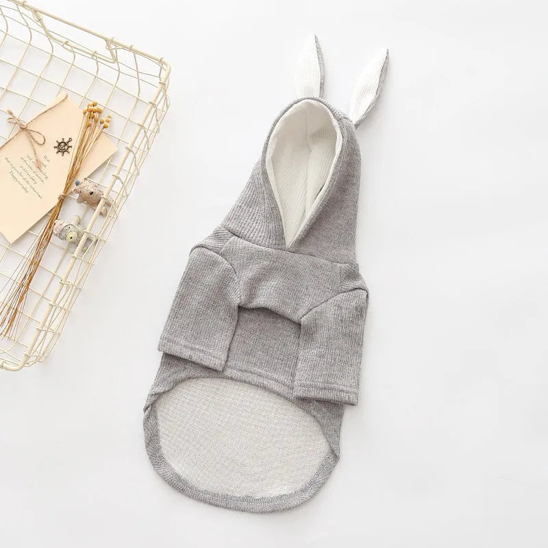 Small dog wearing grey knitted wool sweater with rabbit ears costume on hood