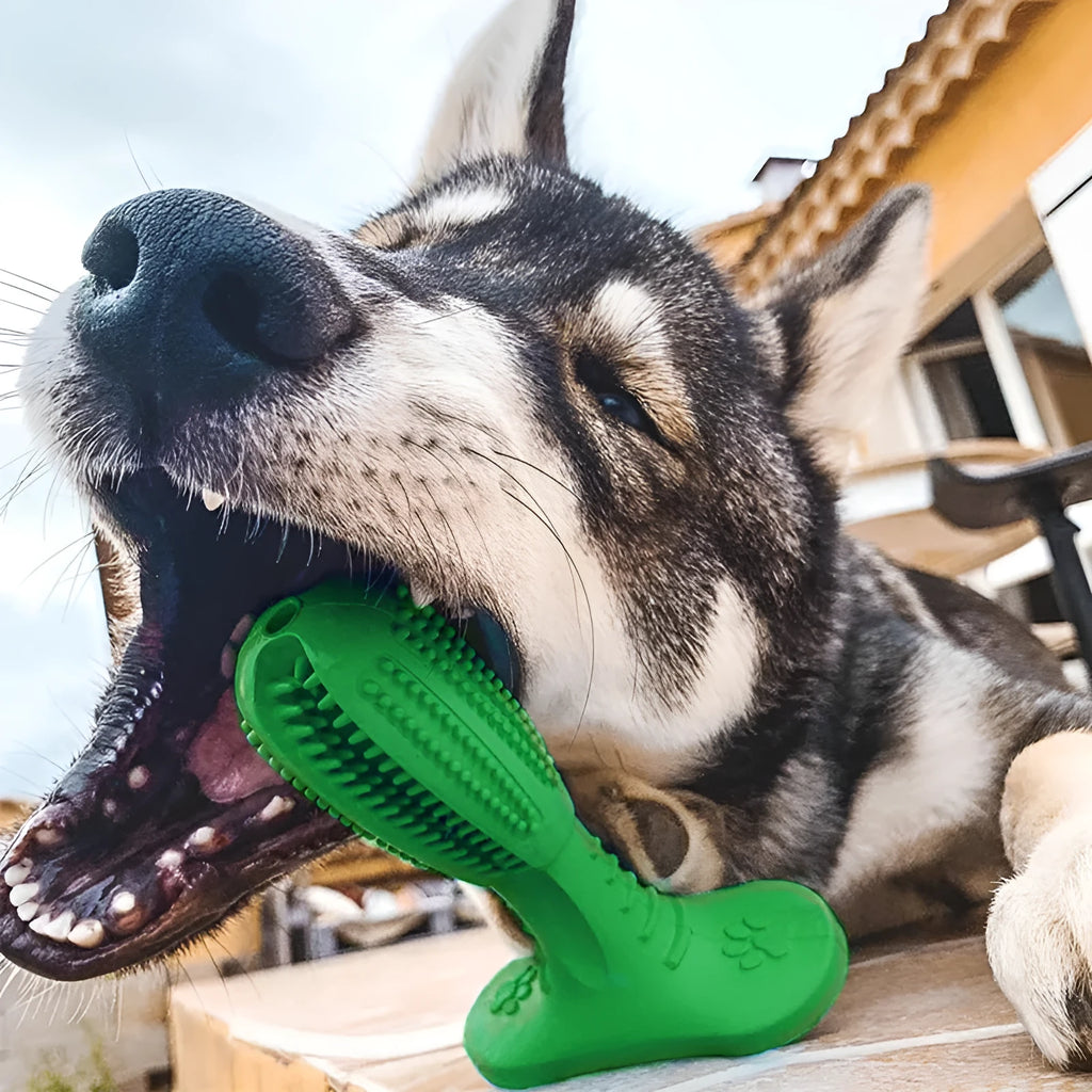 Bite resistant rubber dog toothbrush molar toy in green, blue, and orange colours
