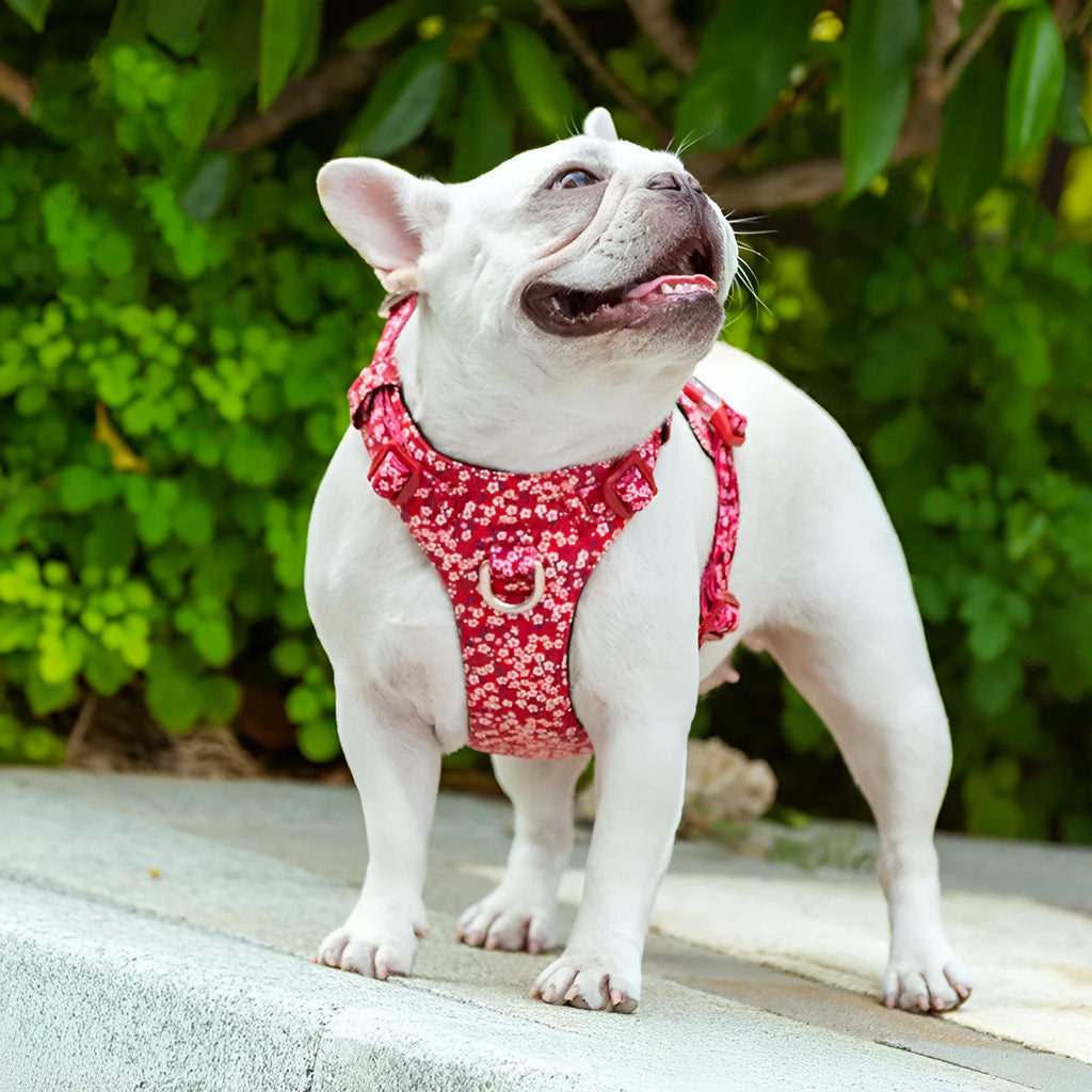 Pure cotton pet chest strap harness with floral pattern in blue, green, or red colours