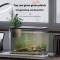 Compact black plastic betta fish tank with lid, dimensions 32cm long by 18.5cm wide.