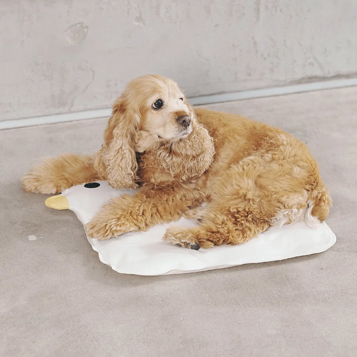 Washable pet cooling mat for dogs and cats in chick and oval size options