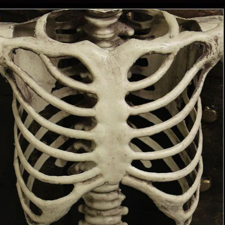 Full 170 cm tall plastic skeleton prop with detailed bones and skull on white background.