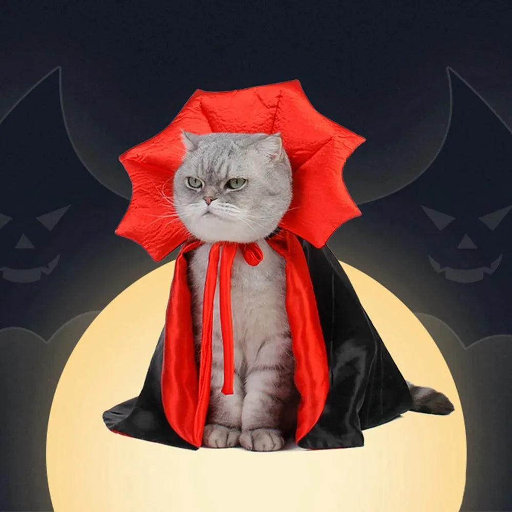 Small dog wearing a black kawaii vampire cloak Halloween costume.