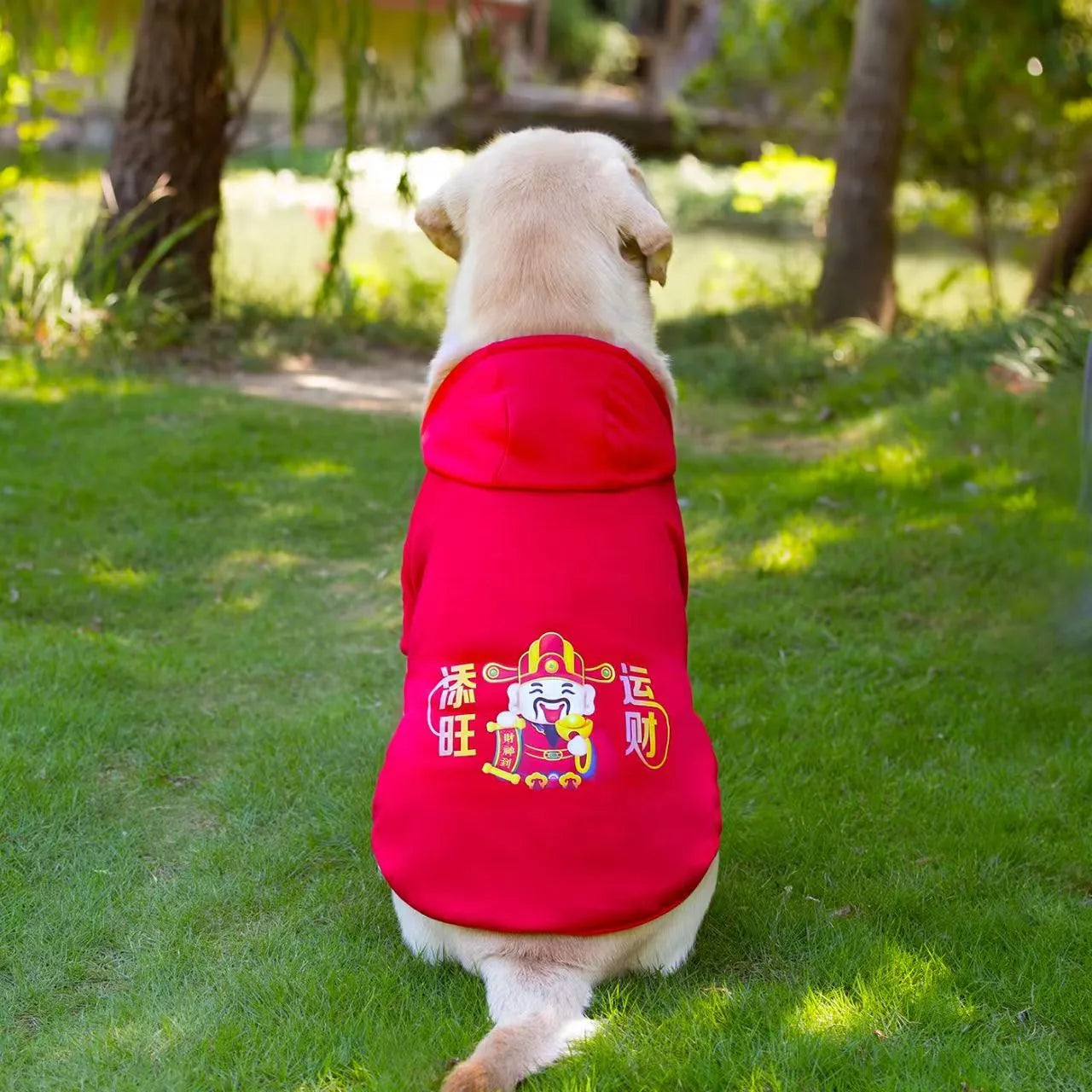 Dog wearing a polyester two-legged sweatshirt in blue, with back length and chest size measurements visible.